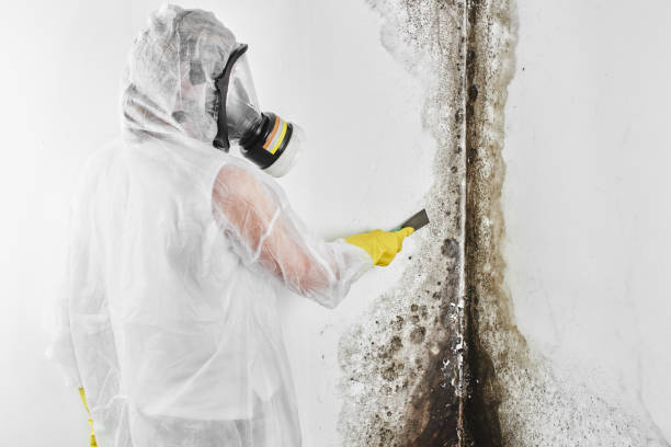 Best Mold Cleaning Services  in Mannington, WV