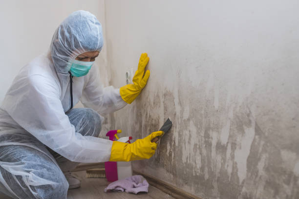Best Home Mold Removal  in Mannington, WV