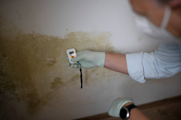 Best Residential Mold Removal  in Mannington, WV