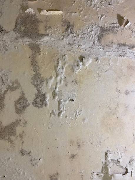 Best Attic Mold Removal  in Mannington, WV