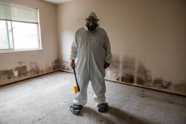 Best Mold Damage Repair  in Mannington, WV
