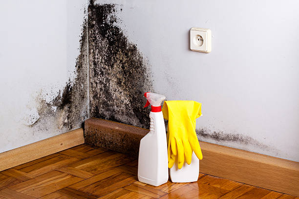 Best Toxic Mold Removal  in Mannington, WV