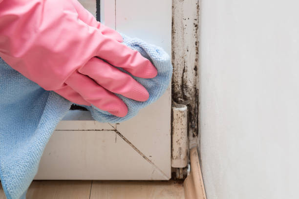 Best Mold Removal Company Near Me  in Mannington, WV