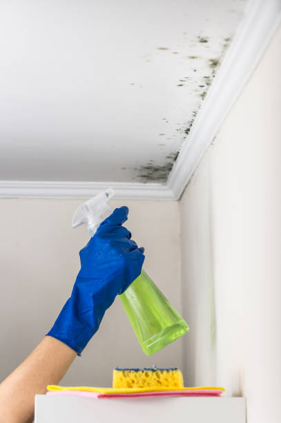 Best Mold Removal Company Near Me  in Mannington, WV
